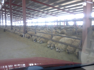 hala metalica dorobantu_63