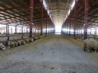 hala metalica dorobantu_64