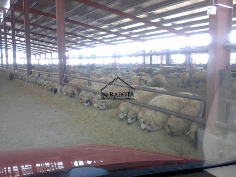 hala metalica dorobantu_63